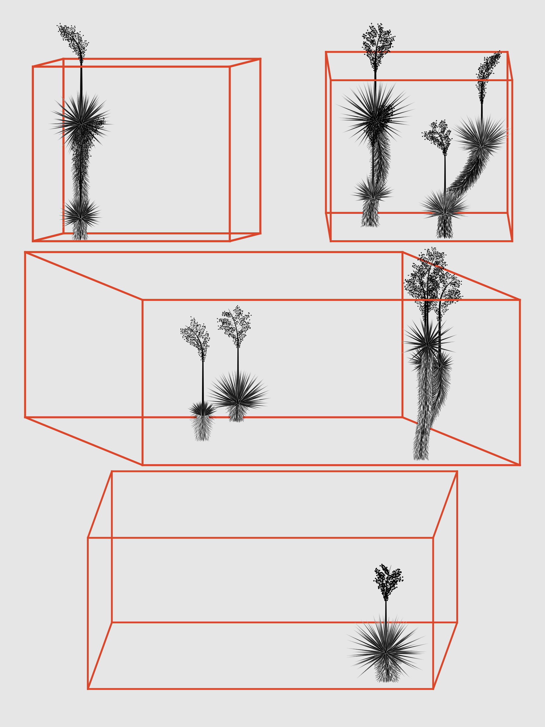 Marfa Yucca #13