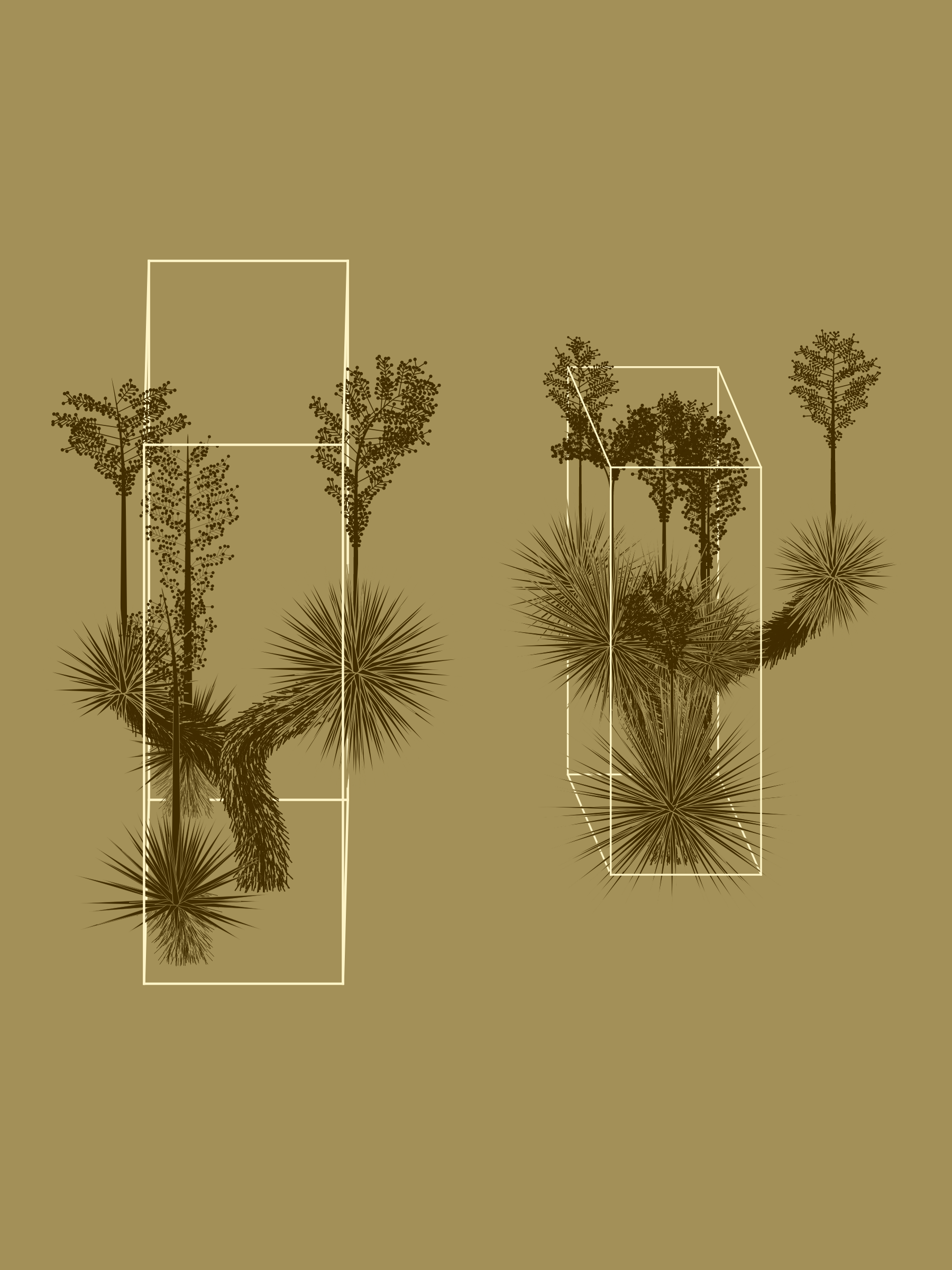 Marfa Yucca #14