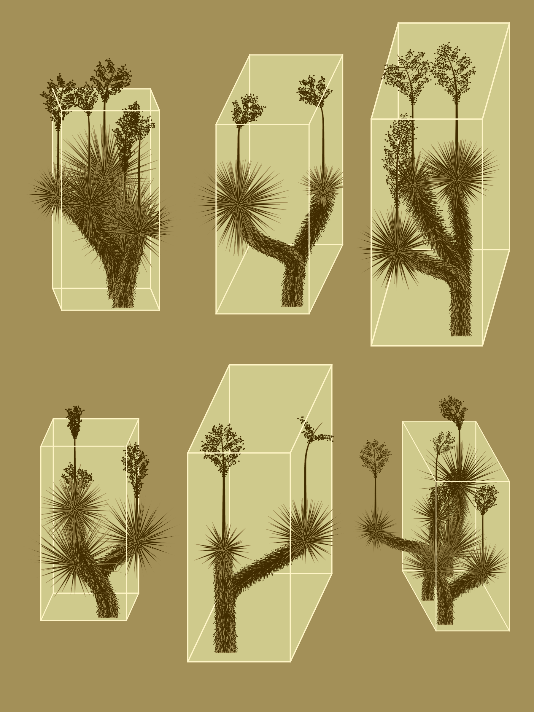 Marfa Yucca #29