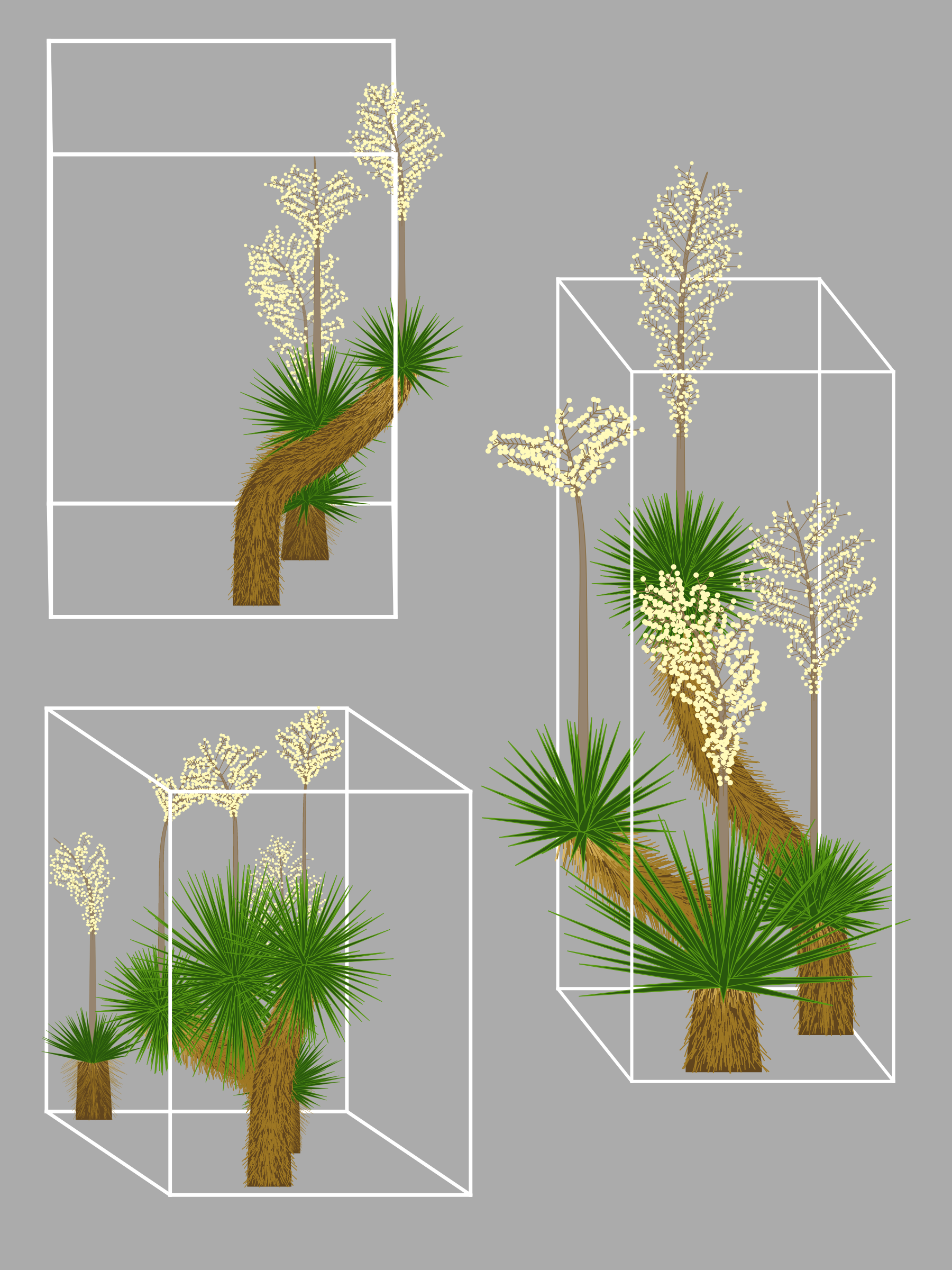 Marfa Yucca #40