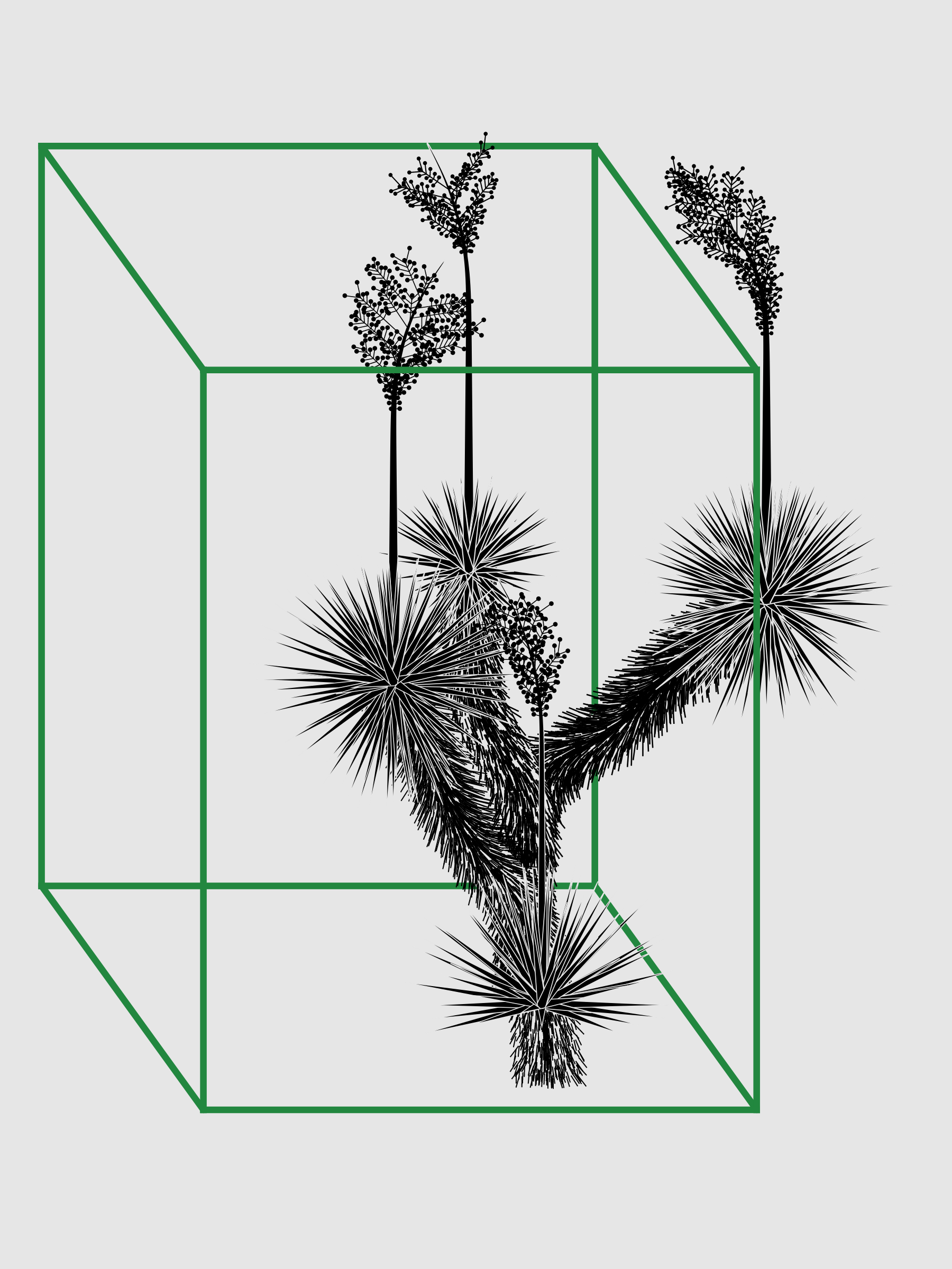 Marfa Yucca #42
