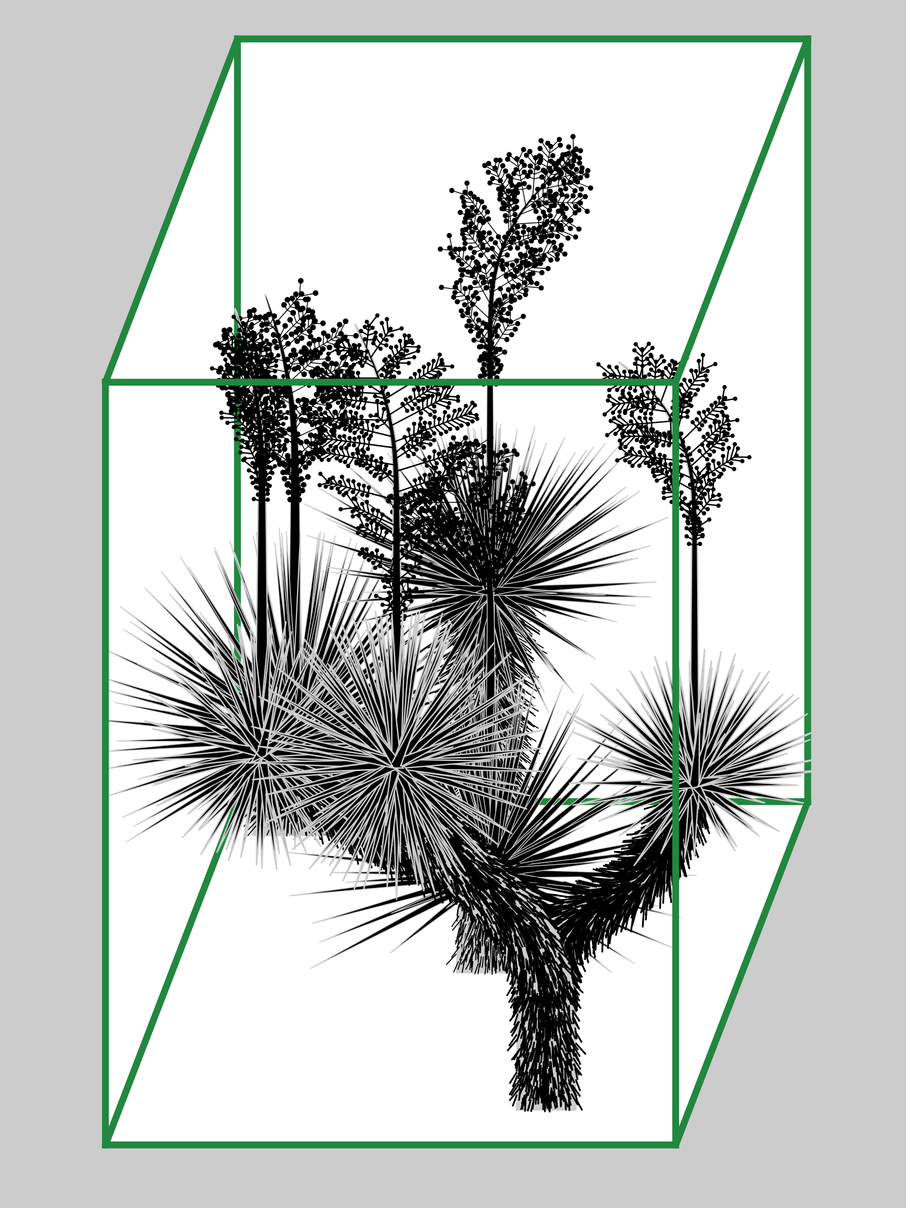Marfa Yucca #44
