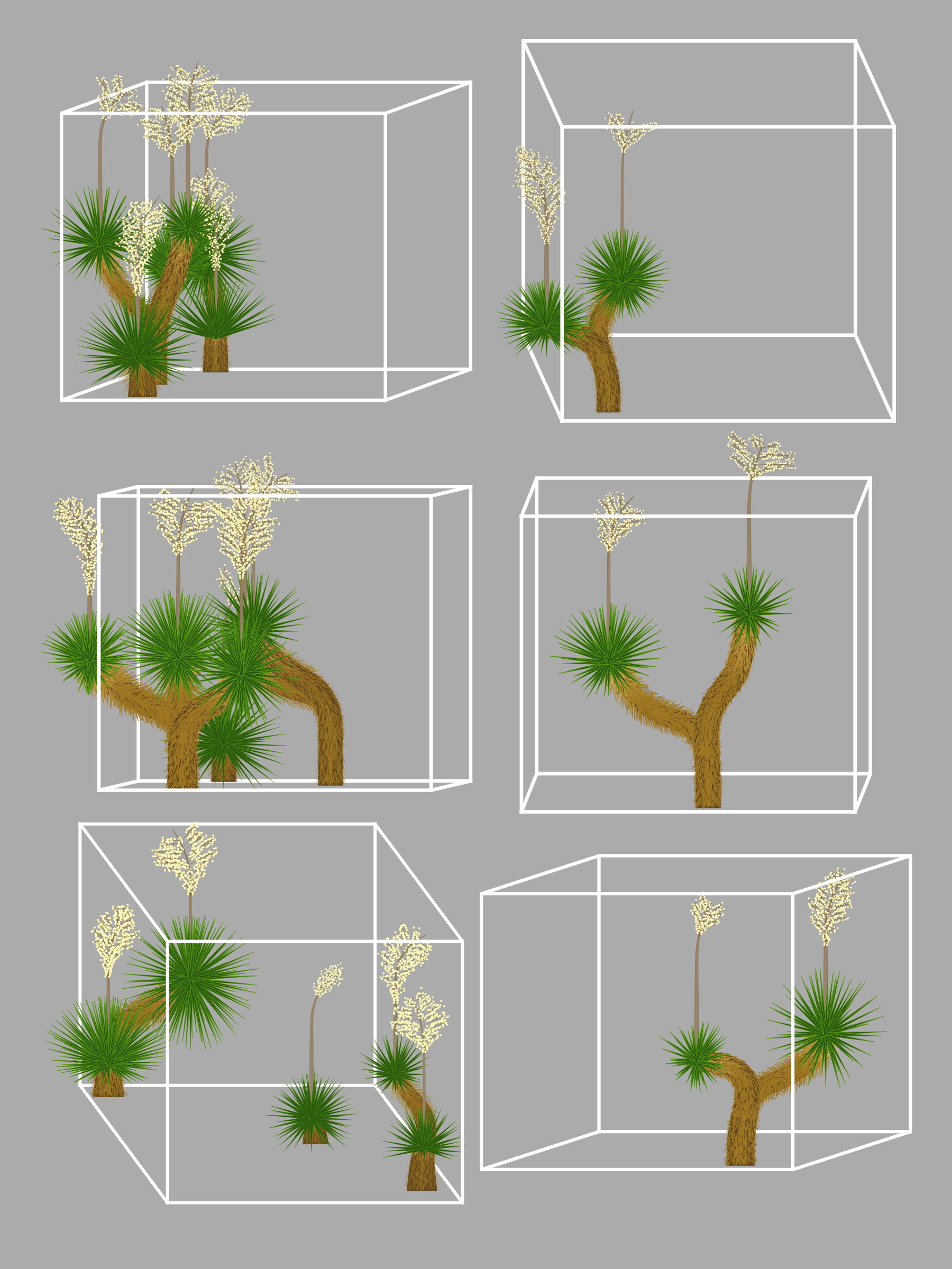 Marfa Yucca #48