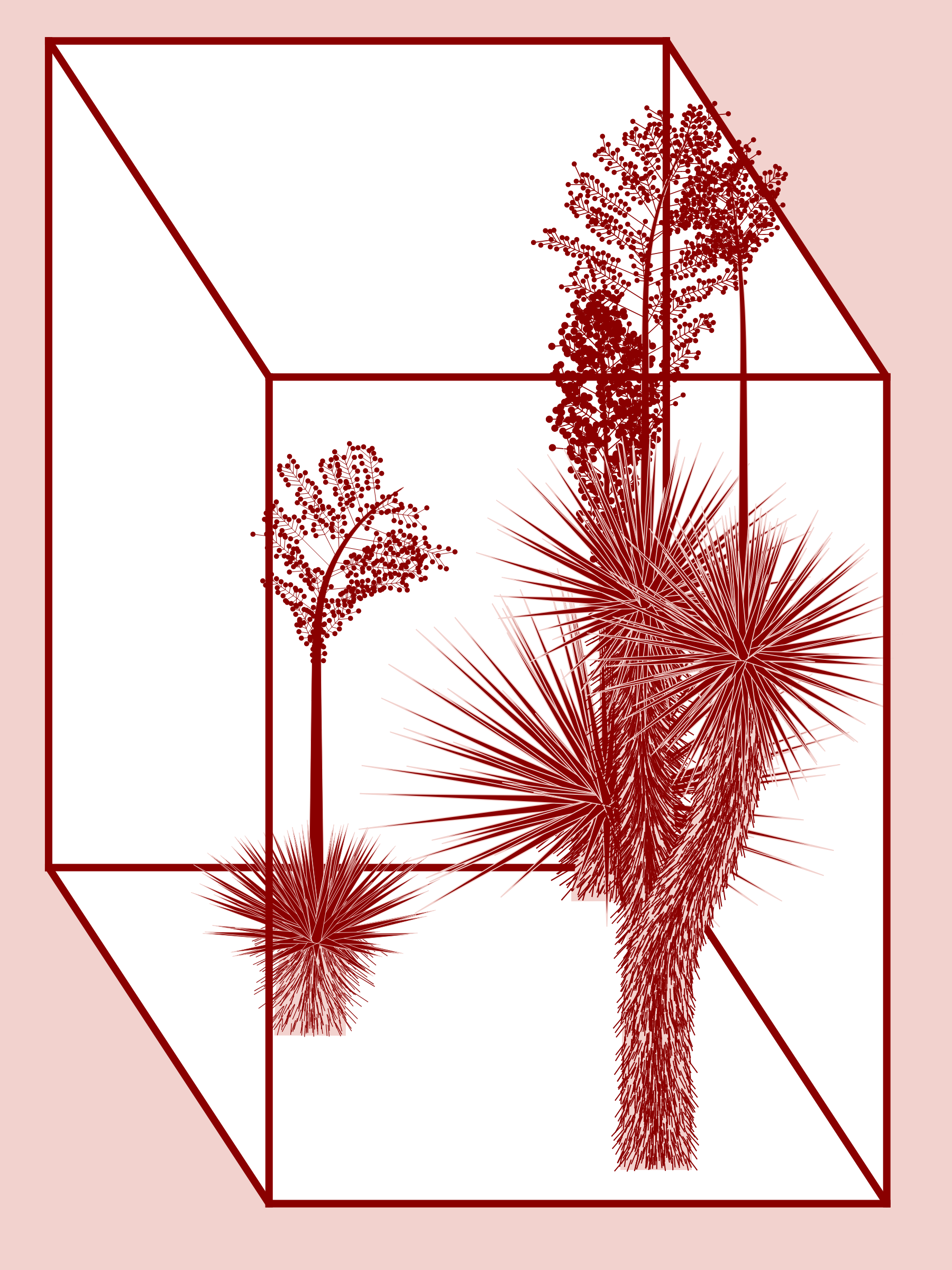 Marfa Yucca #62