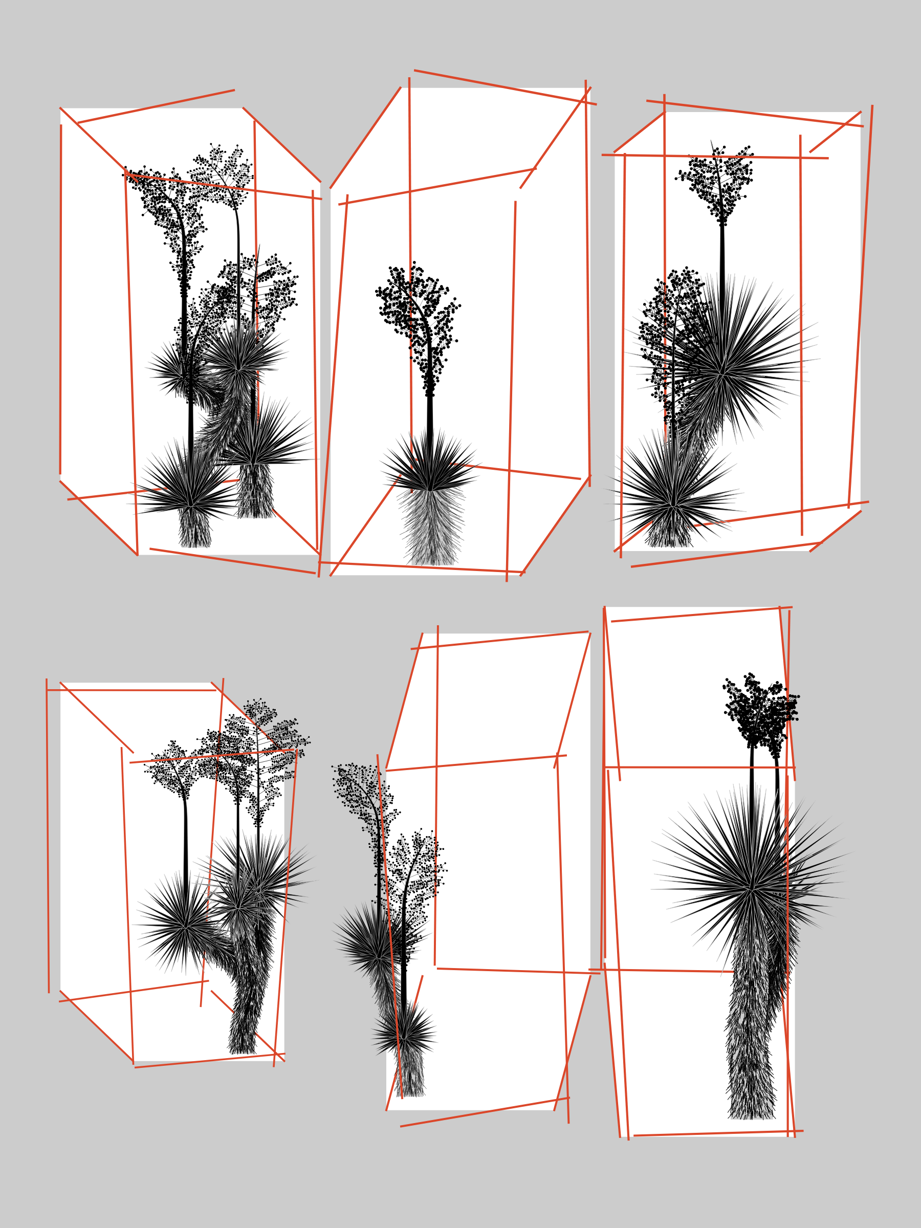 Marfa Yucca #78