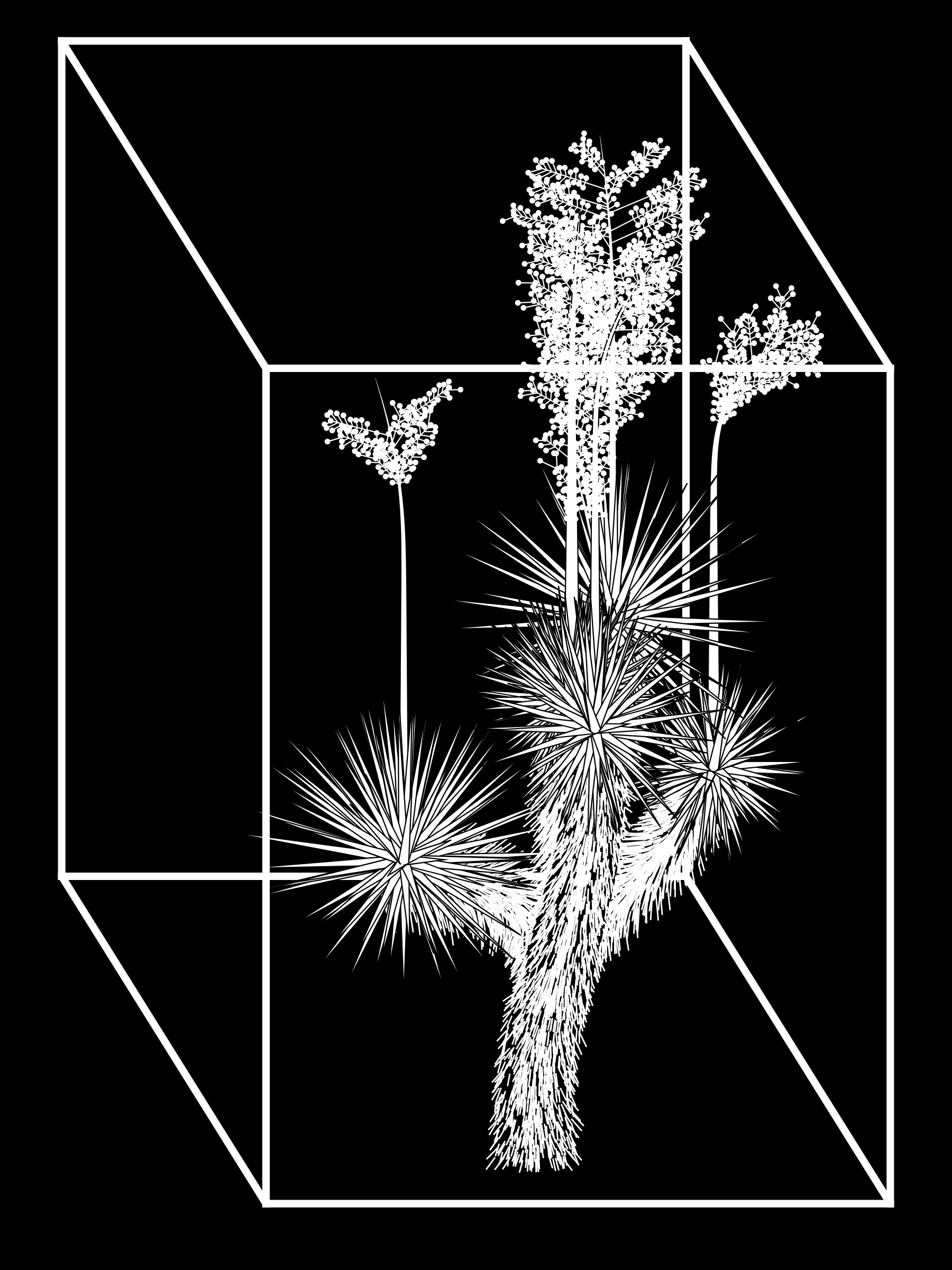 Marfa Yucca #90