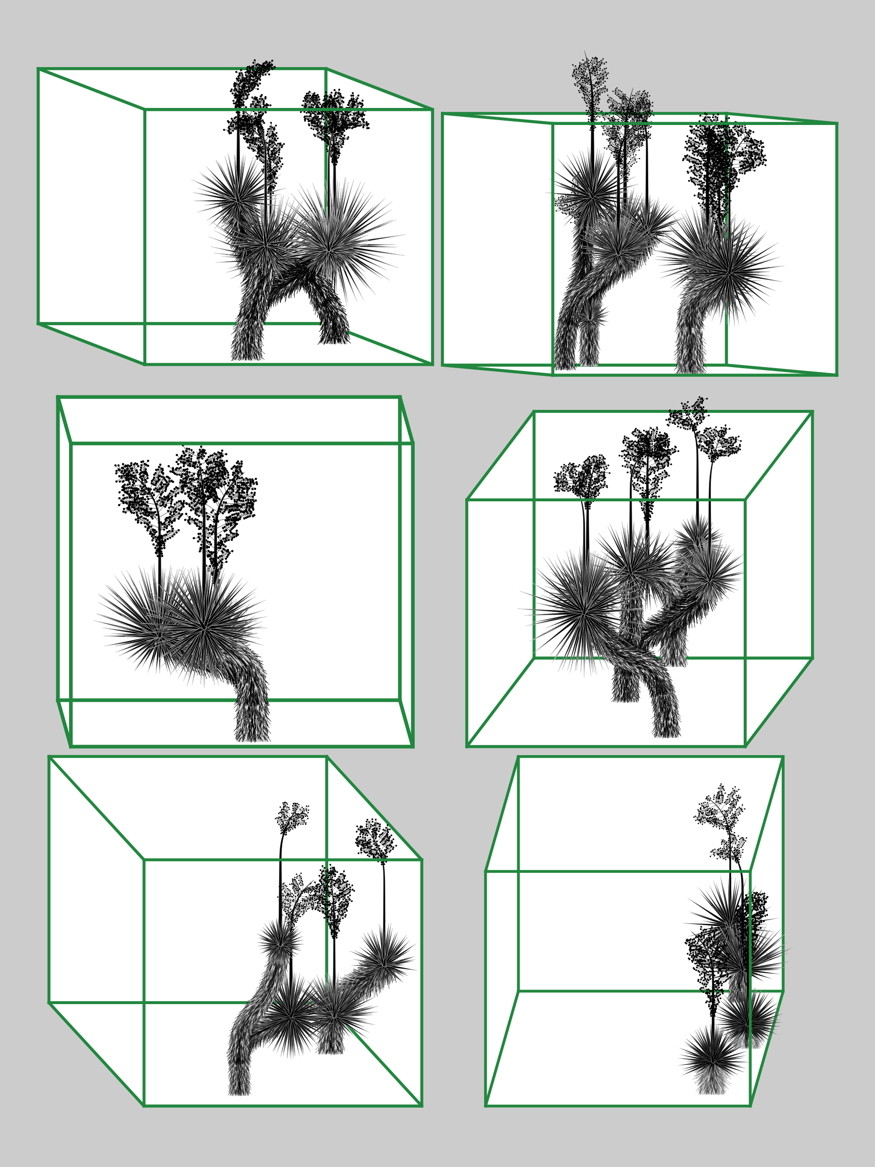 Marfa Yucca #94