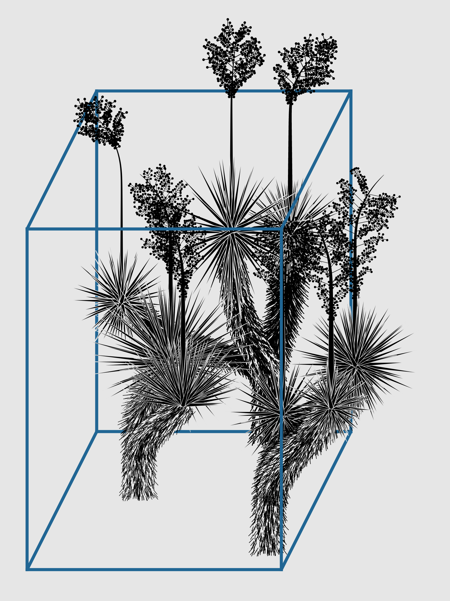 Marfa Yucca #107