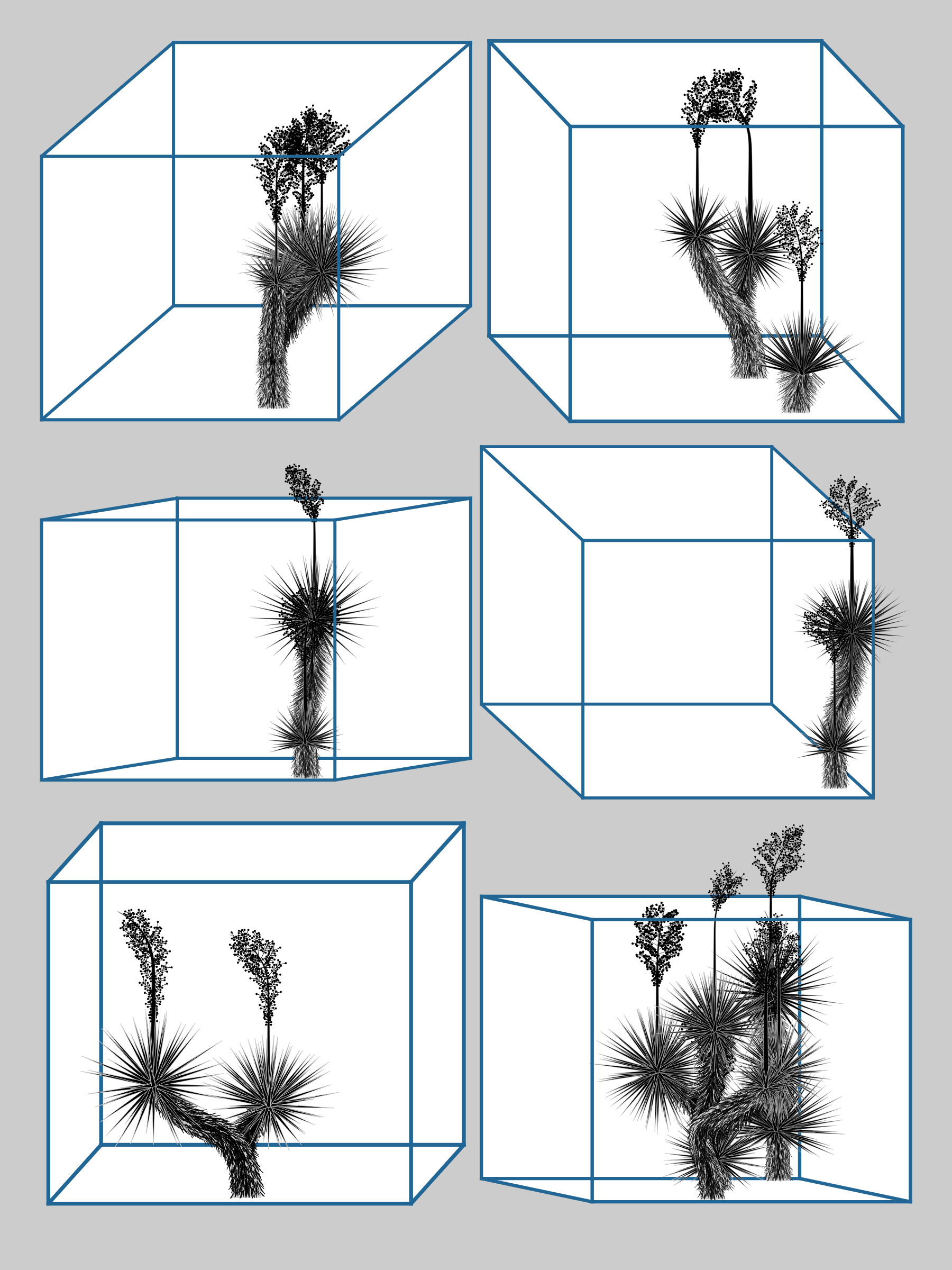 Marfa Yucca #126