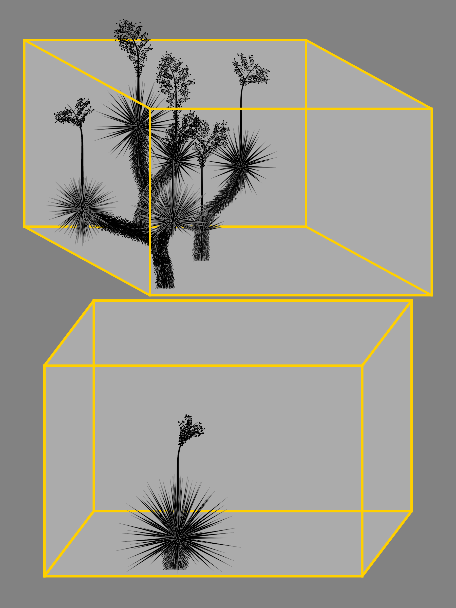 Marfa Yucca #139