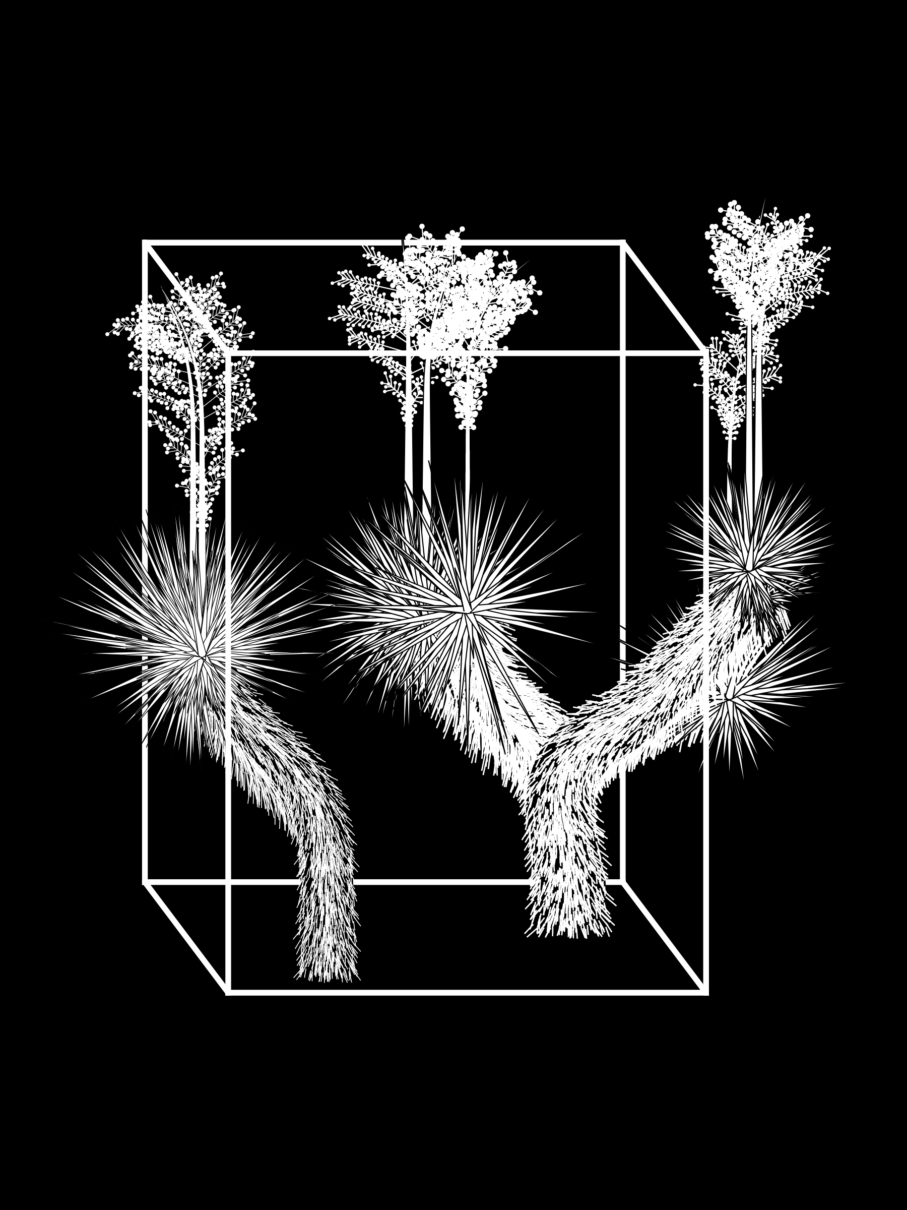 Marfa Yucca #149