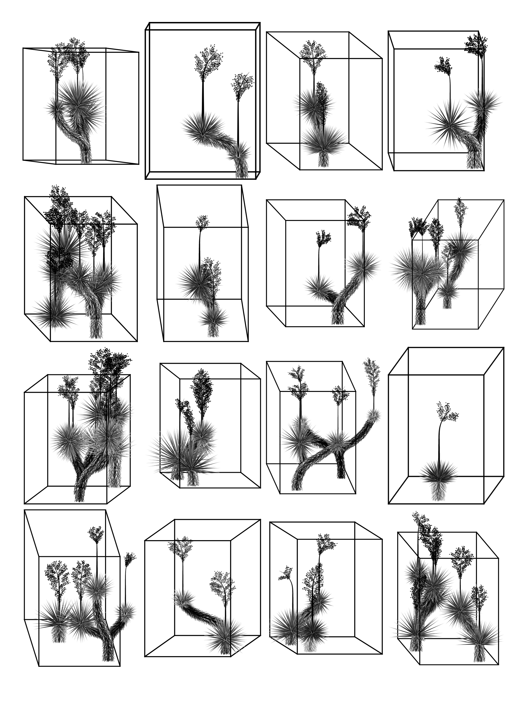Marfa Yucca #150