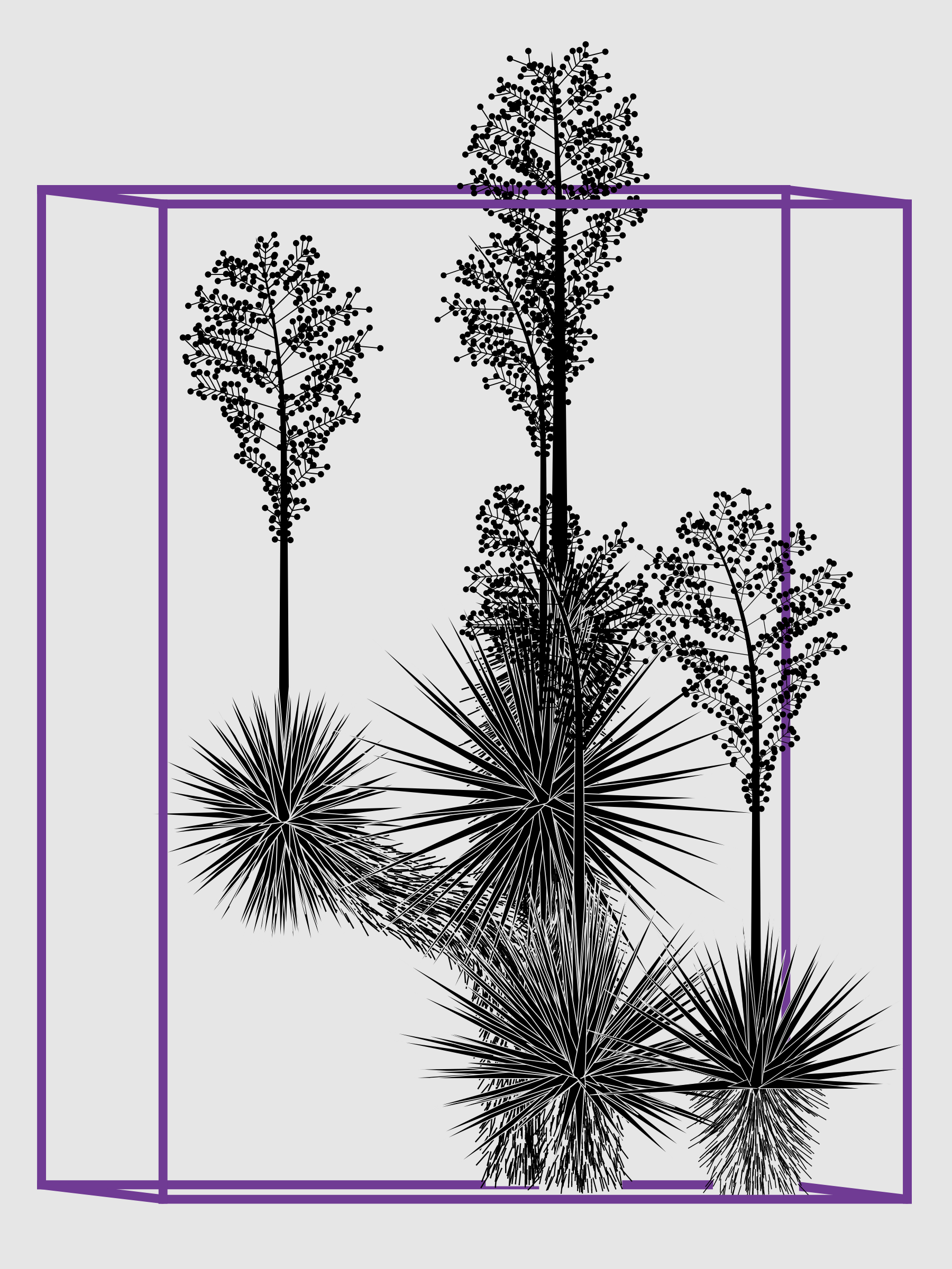 Marfa Yucca #158