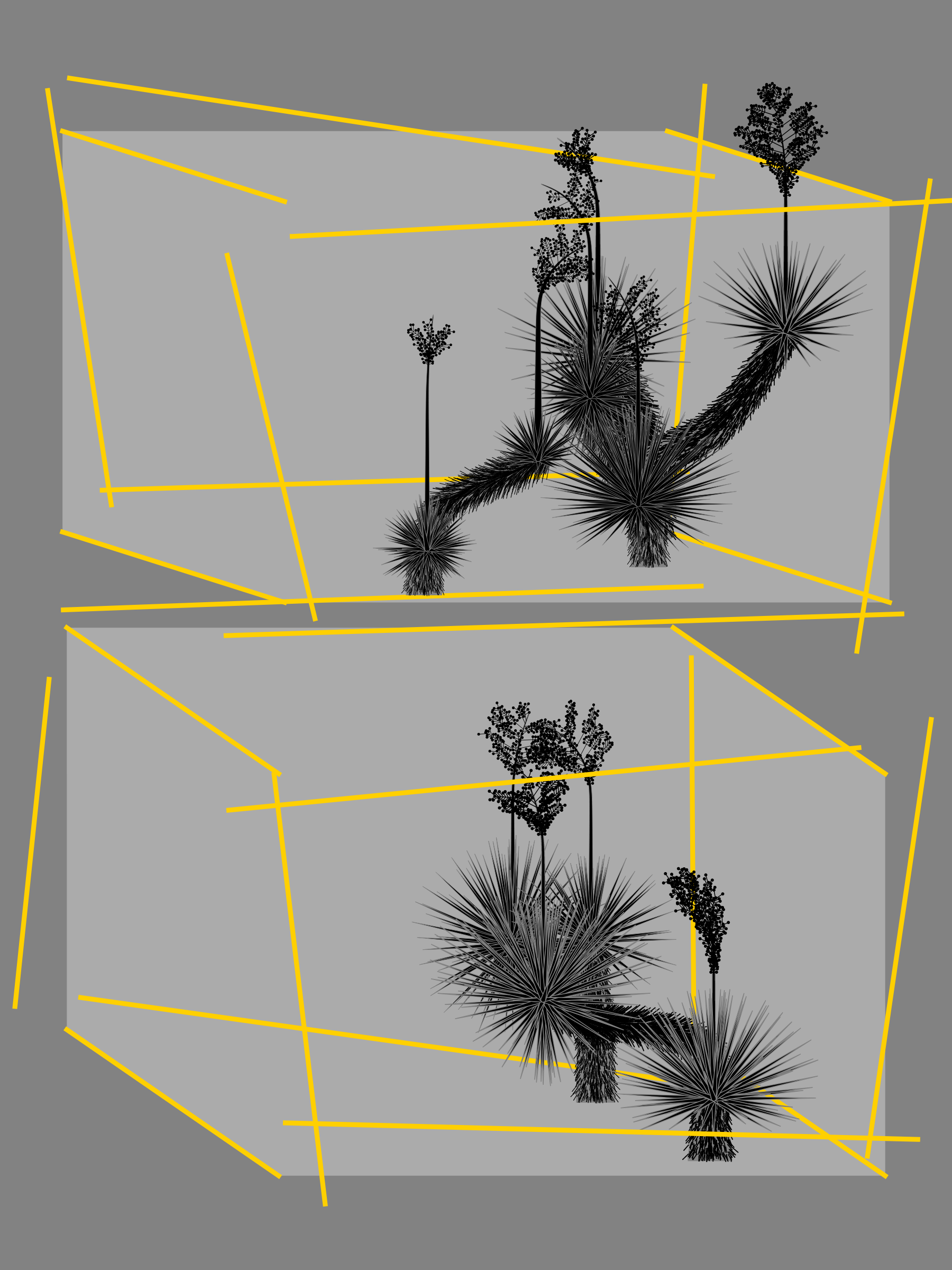 Marfa Yucca #184
