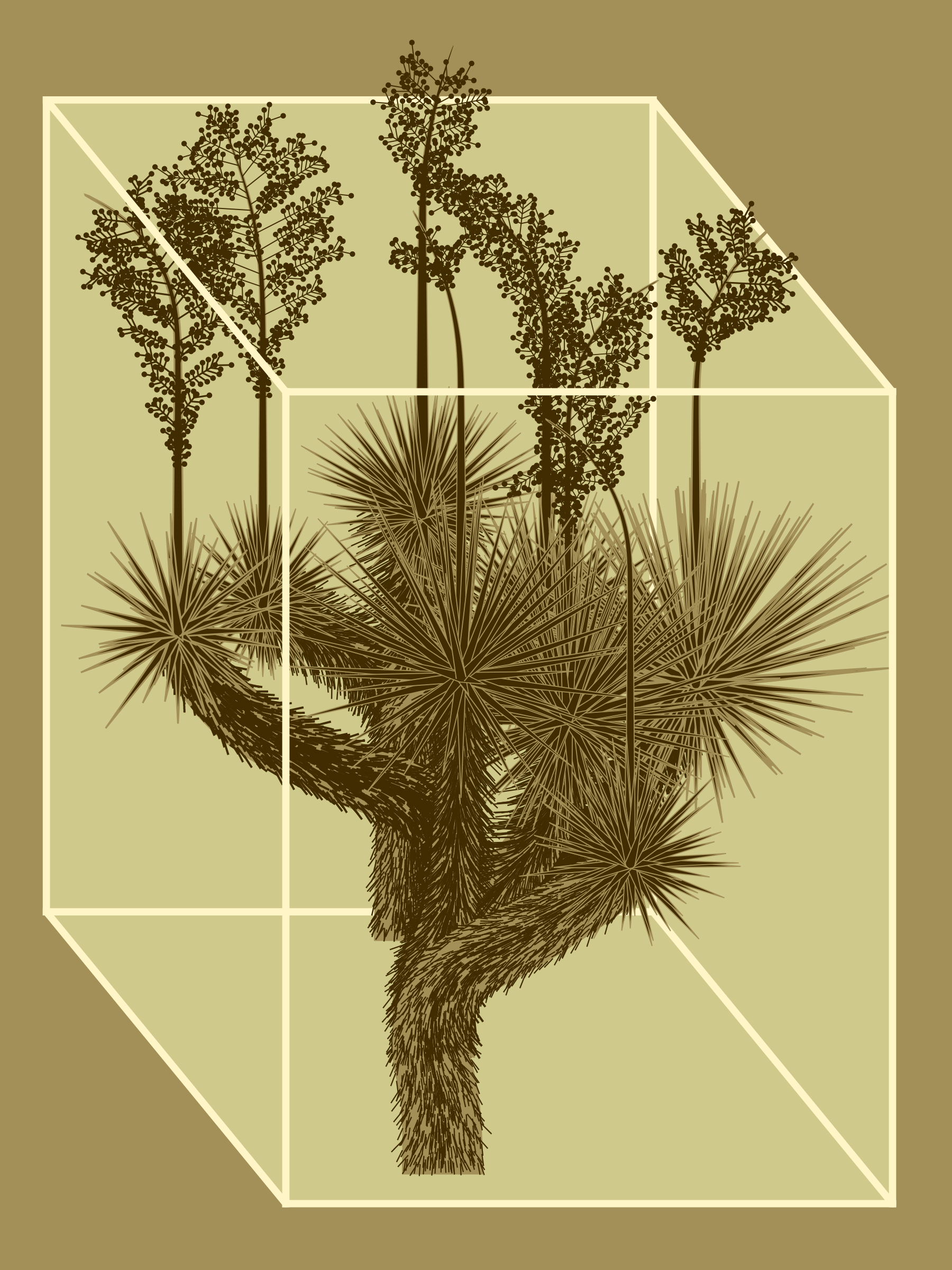 Marfa Yucca #215