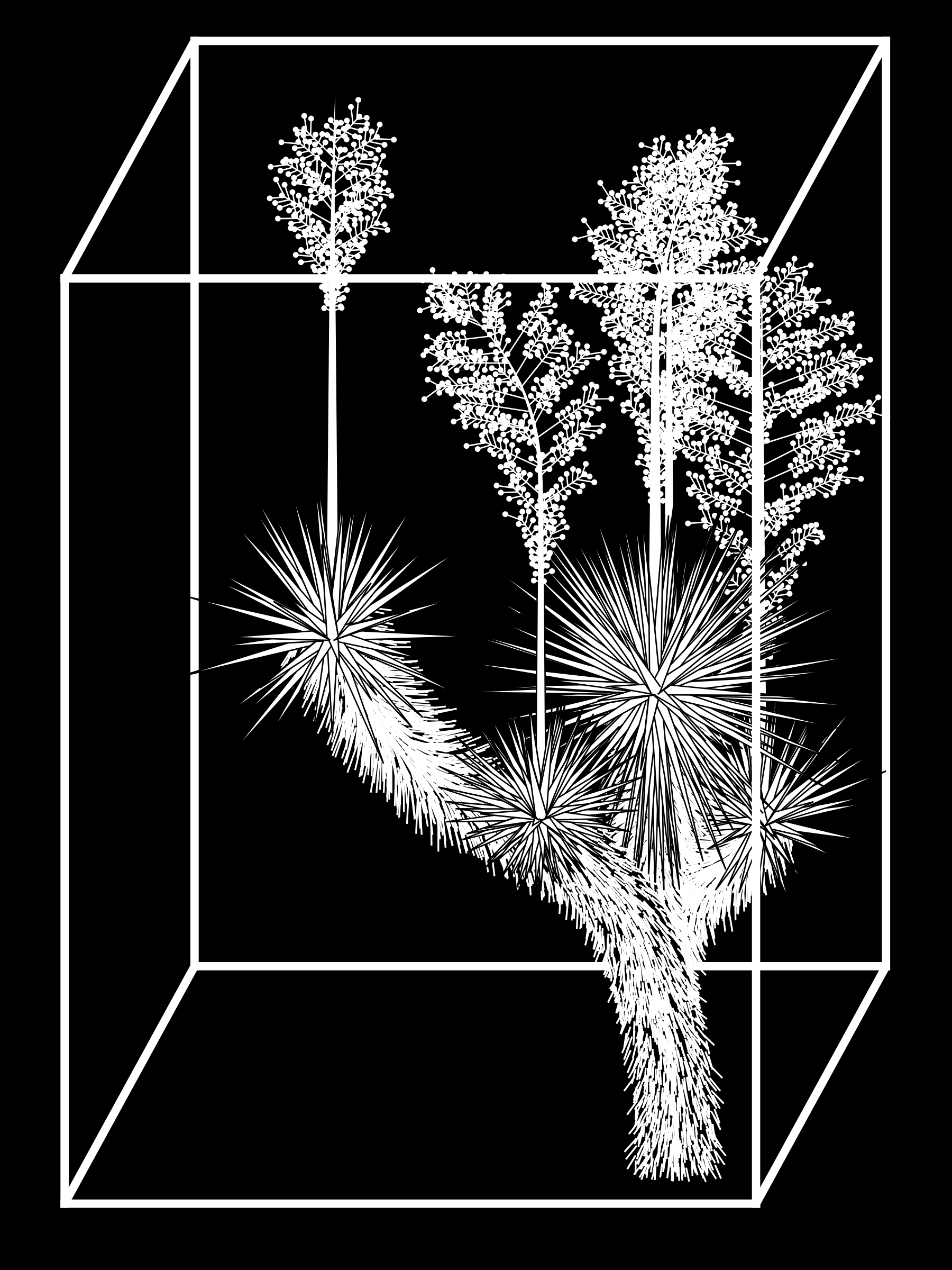 Marfa Yucca #240