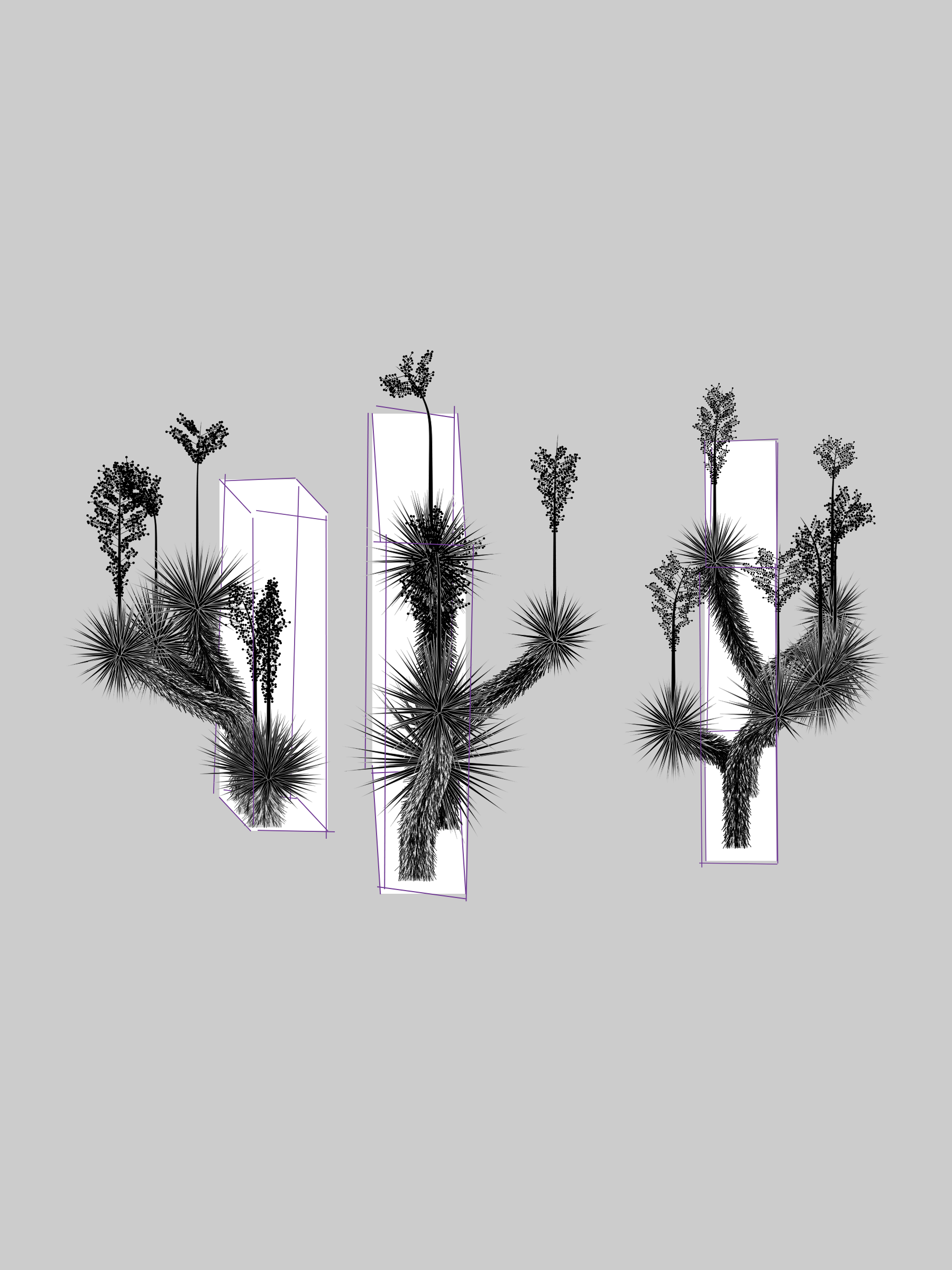 Marfa Yucca #255