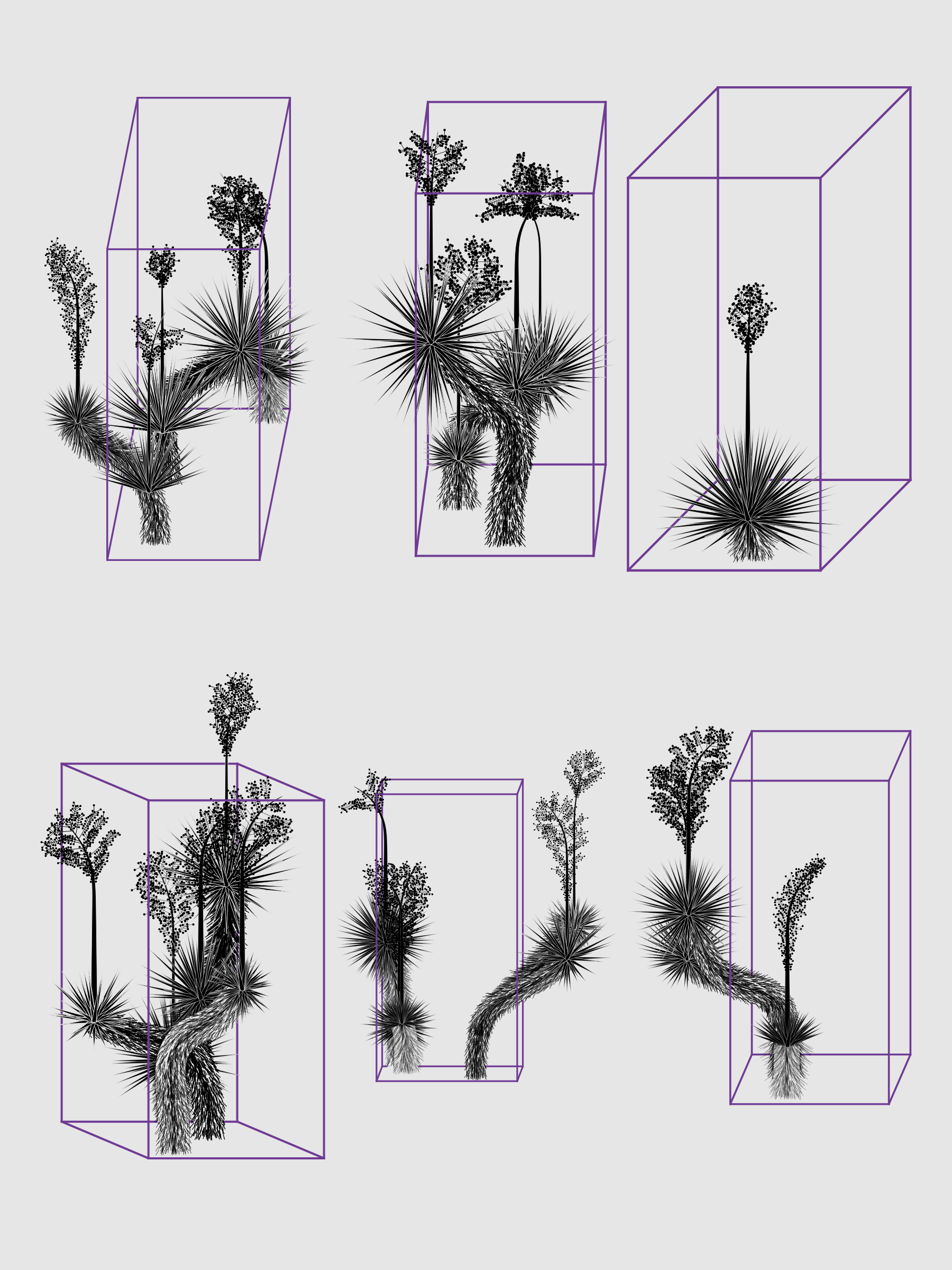 Marfa Yucca #262