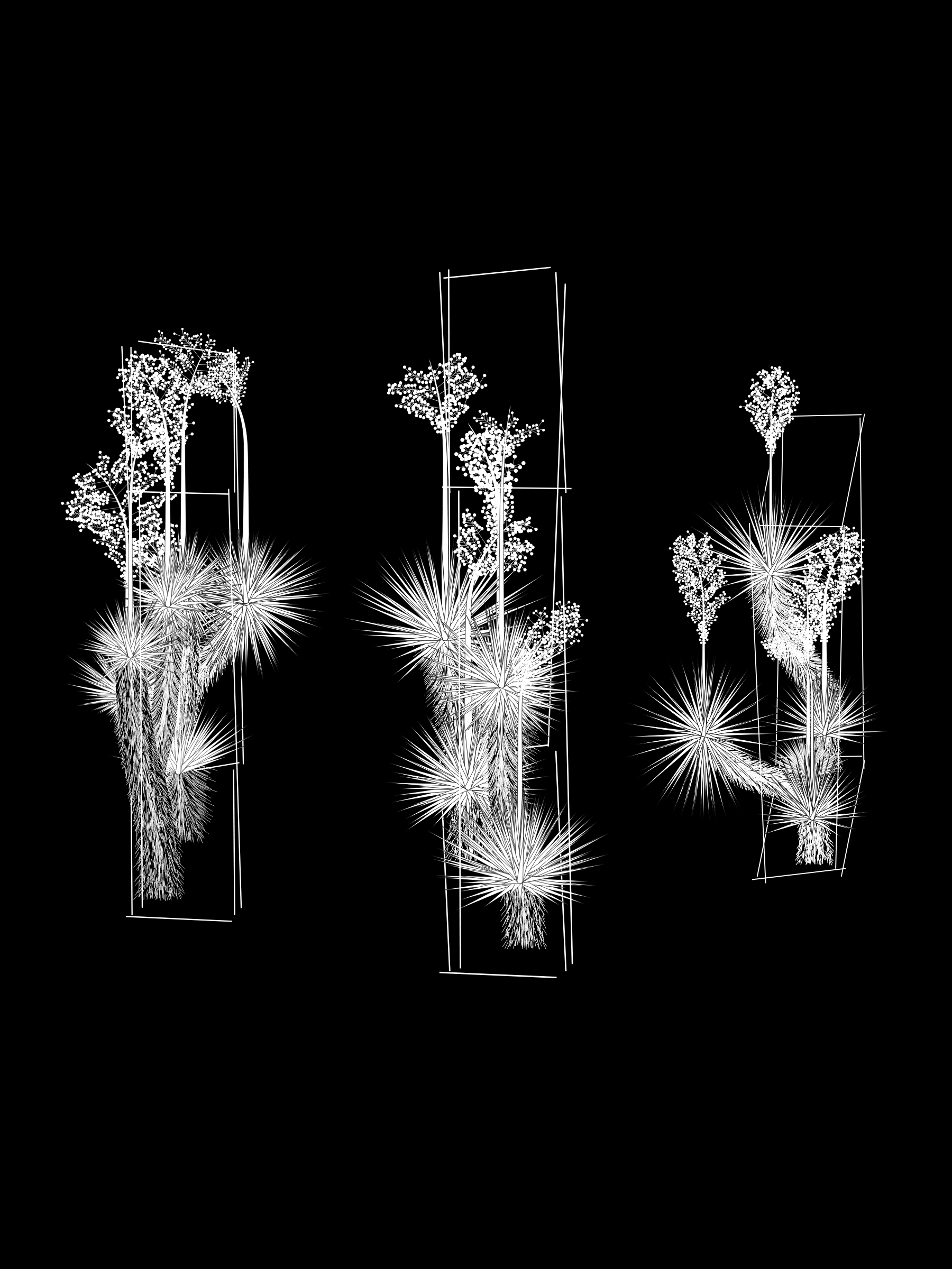 Marfa Yucca #282
