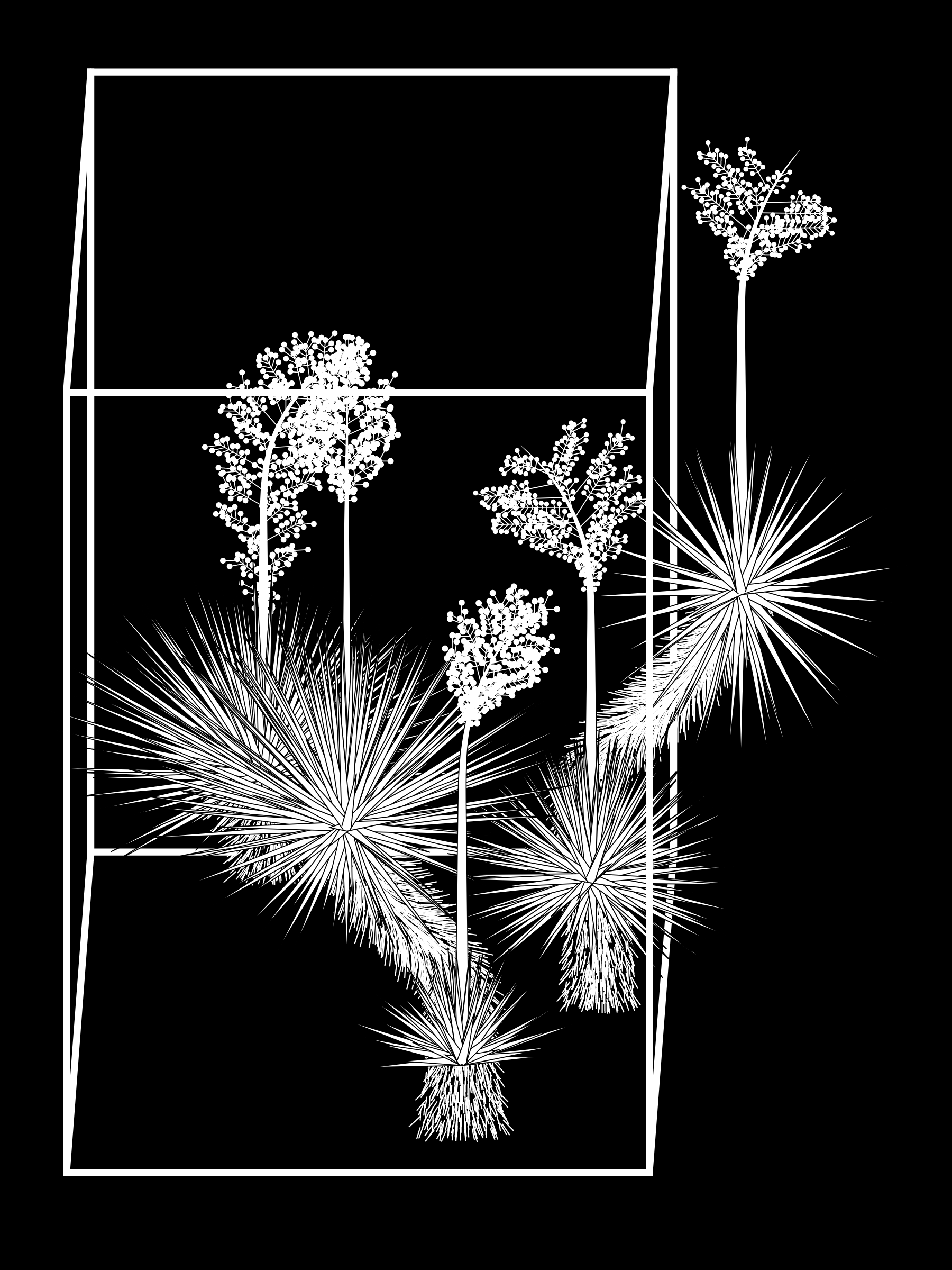 Marfa Yucca #317
