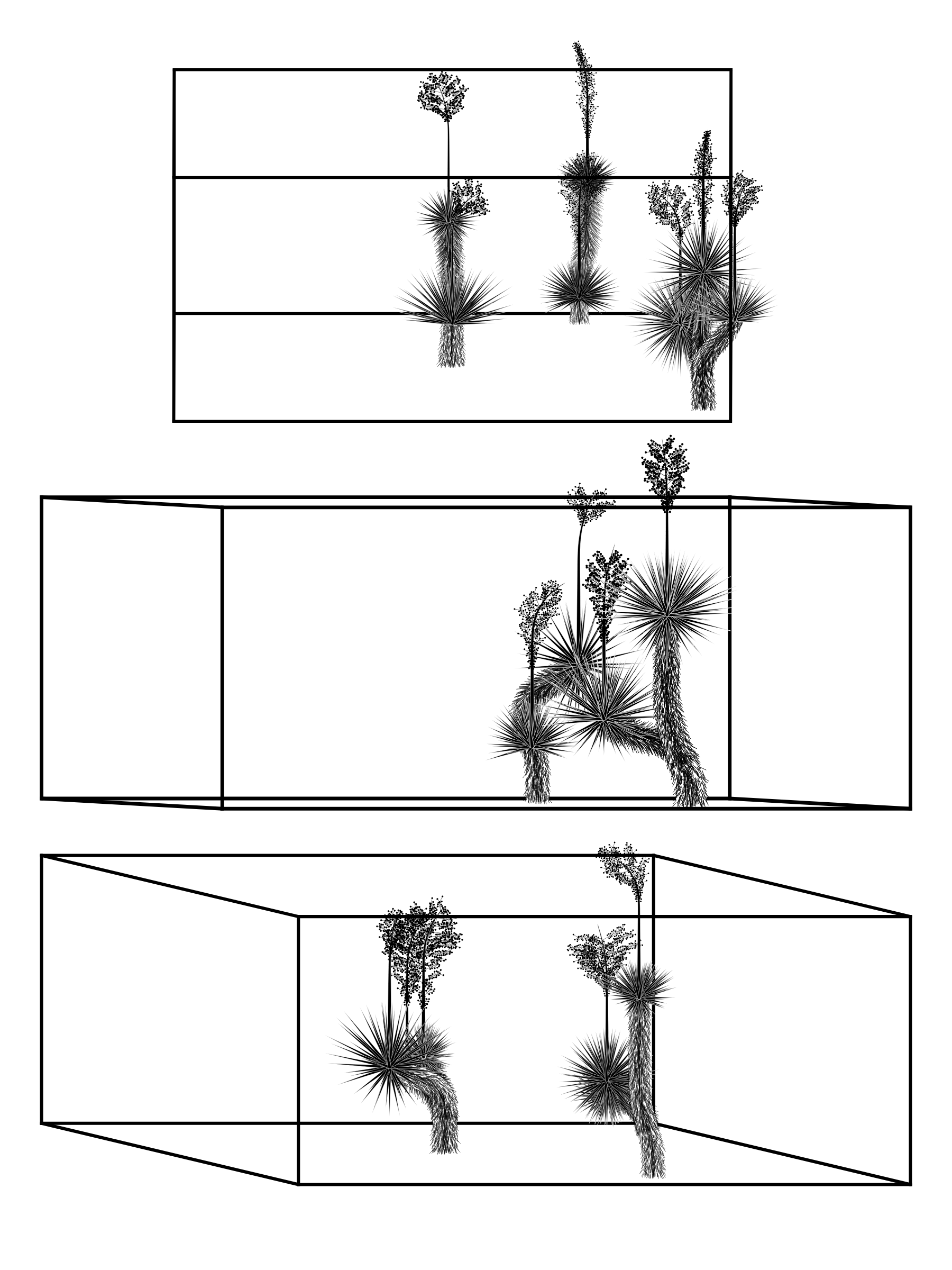 Marfa Yucca #322