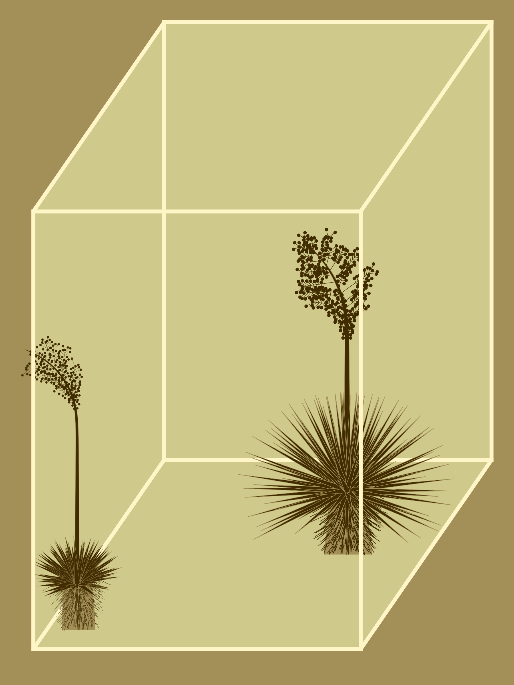 Marfa Yucca #346