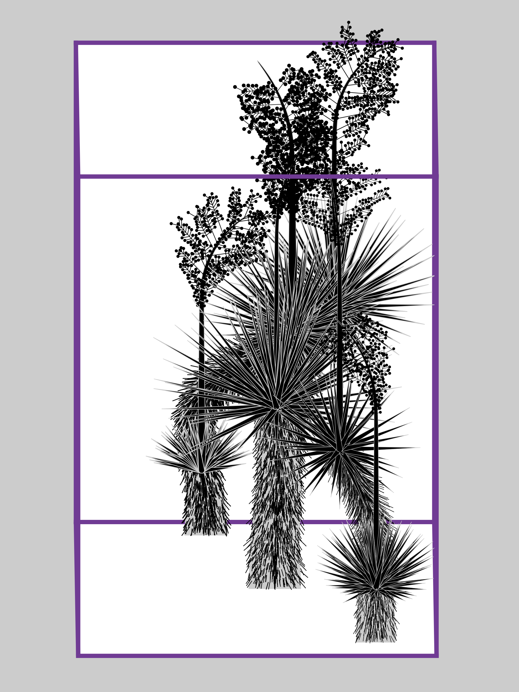 Marfa Yucca #351
