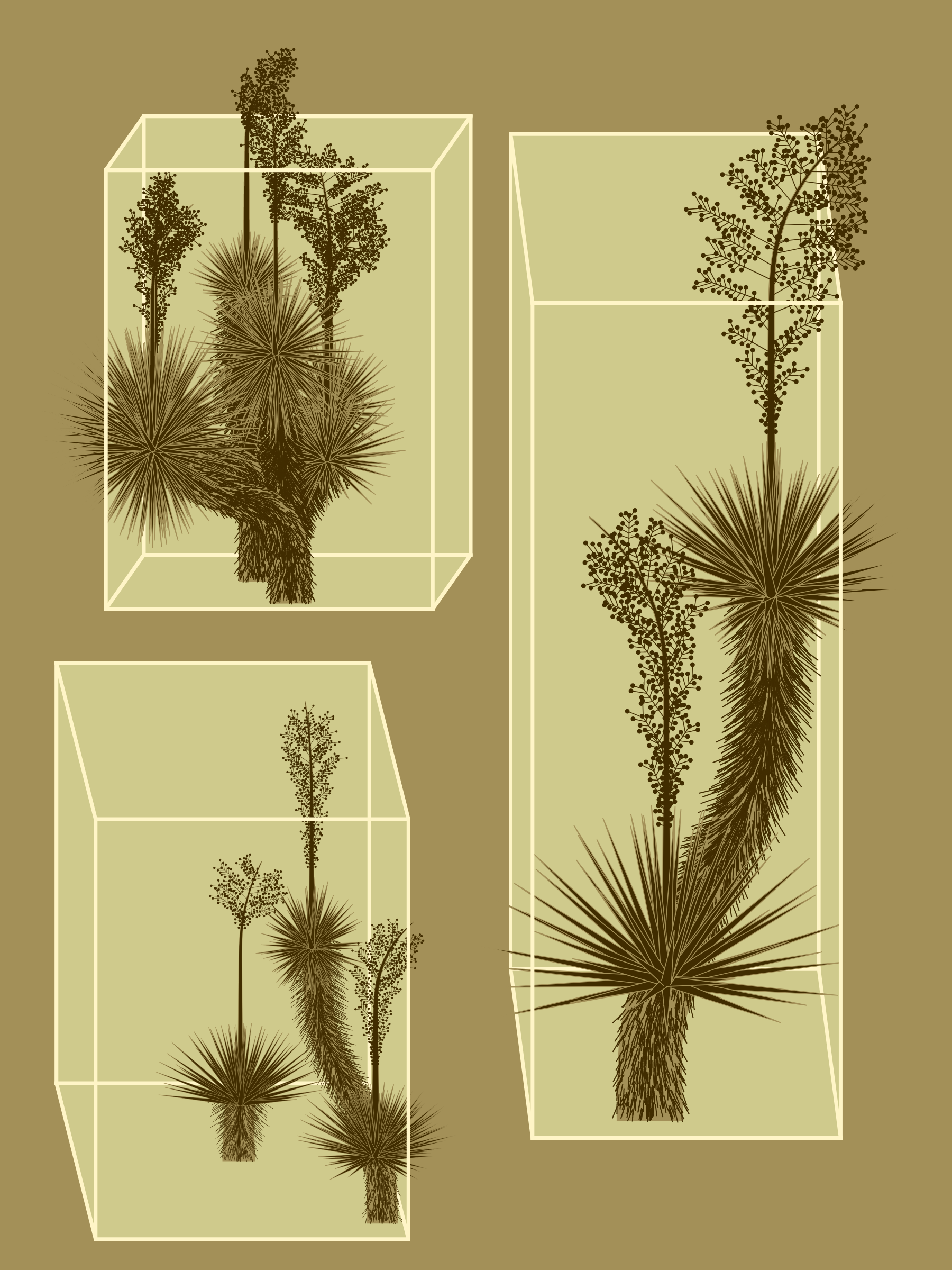 Marfa Yucca #355